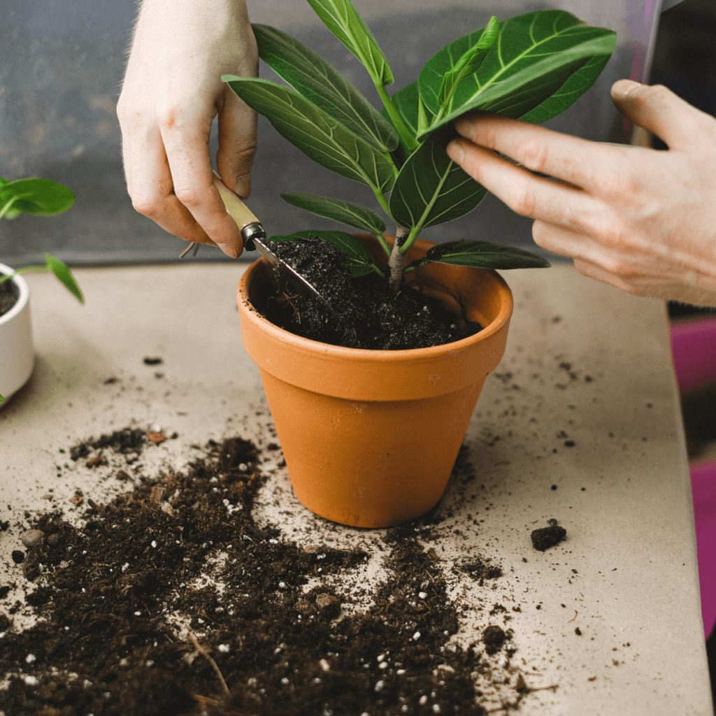 kártevőfertőzés - föld átvizsgálás