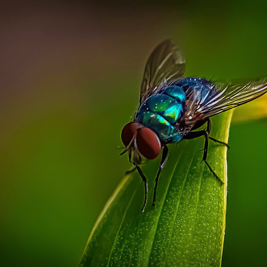 kártevőfertőzés - légyfélék