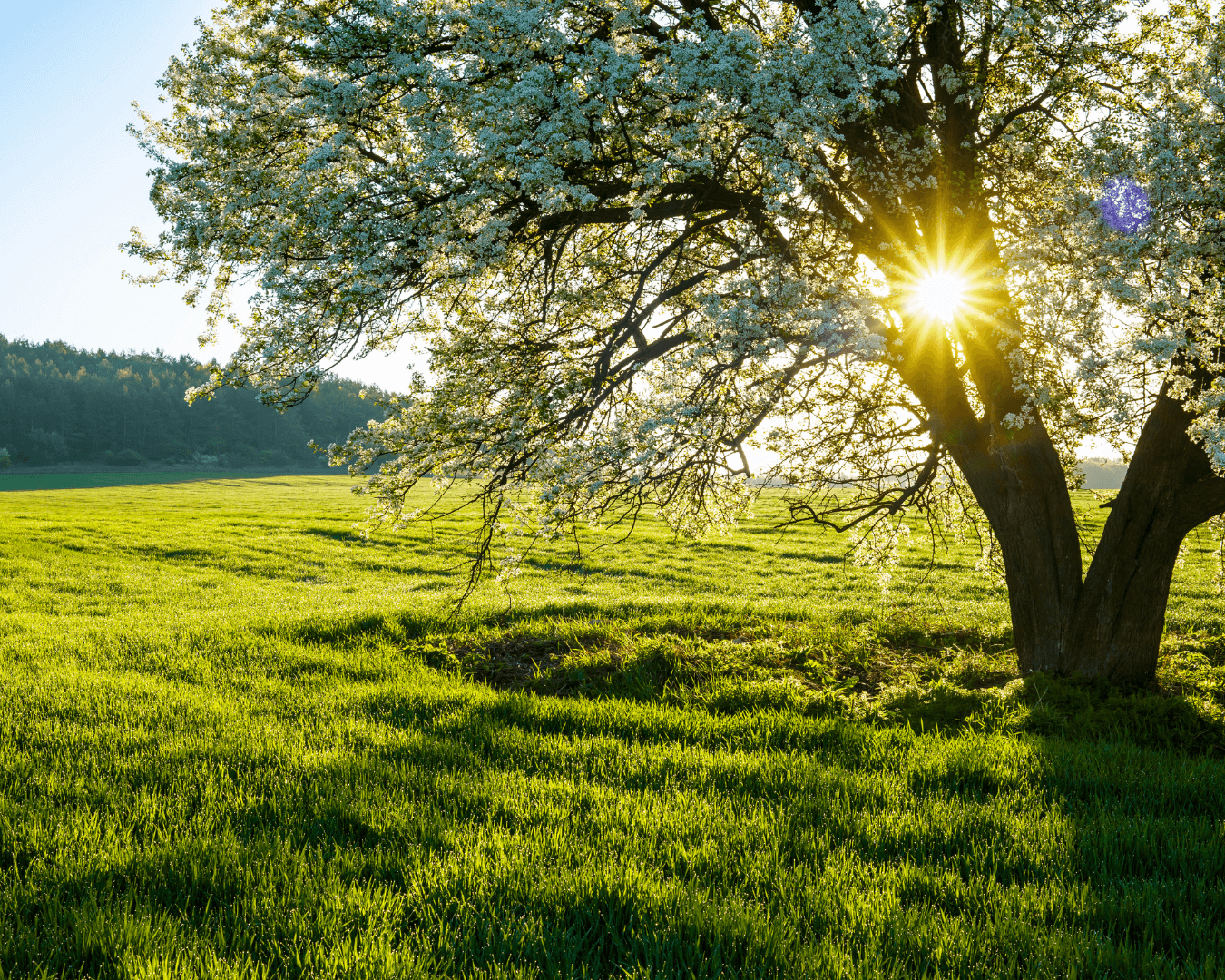 kártevők újraéledése első megleg napok