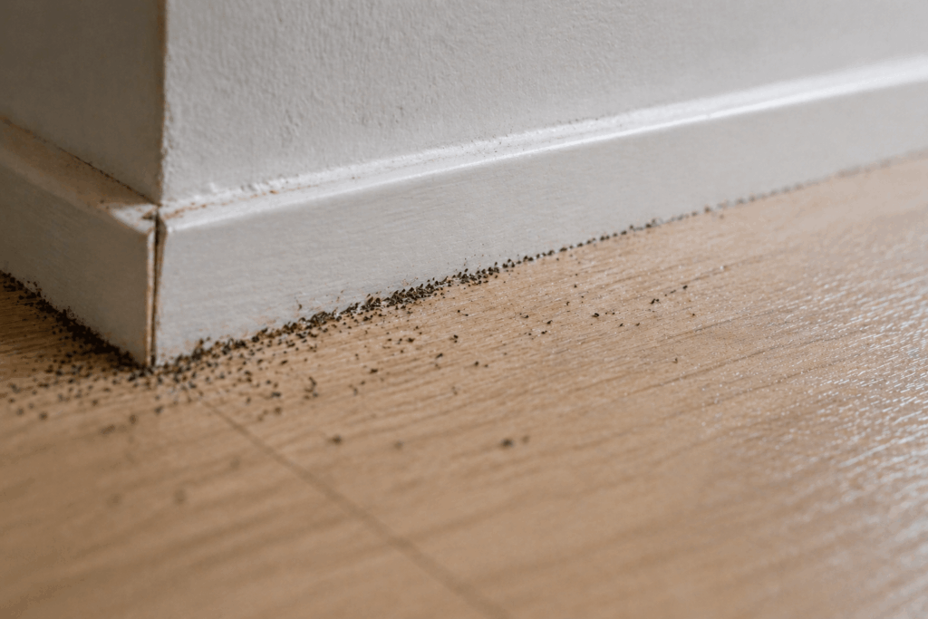 kártevő fertőzés jelei - apró por szerű szenneződés (1)